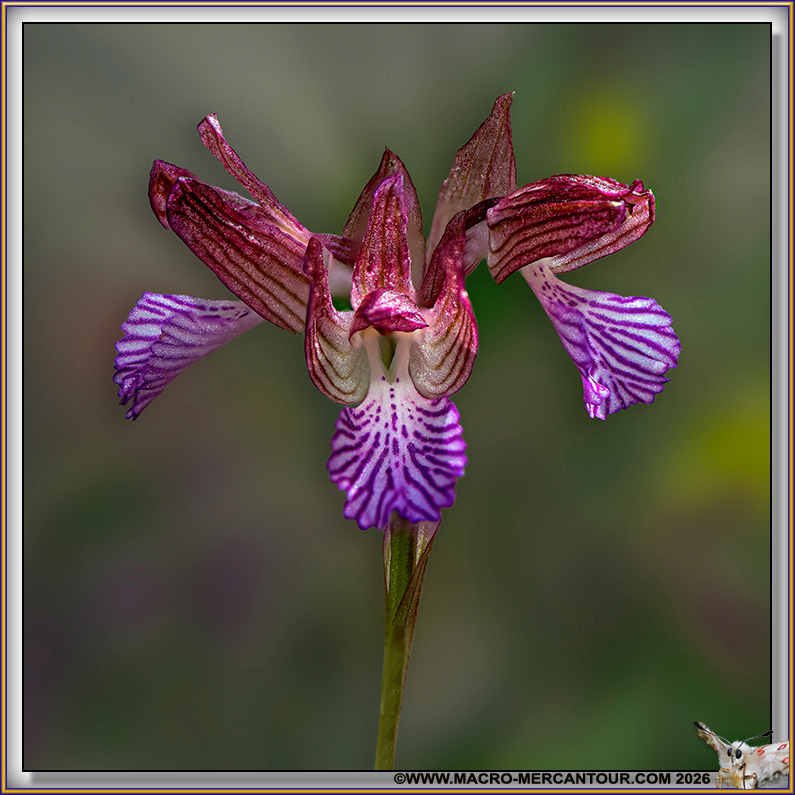 Orchis Papillon